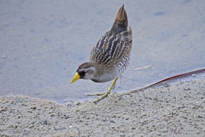 Sora