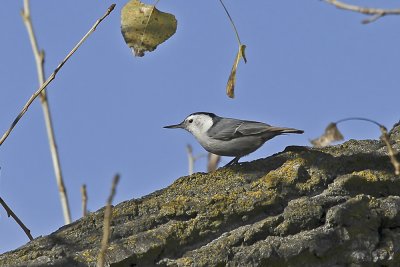 White-breasted Nuthatch