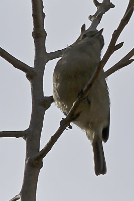 Hutton's Vireo