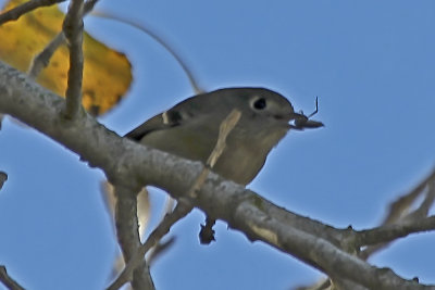 Hutton's Vireo