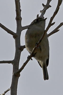 Hutton's Vireo