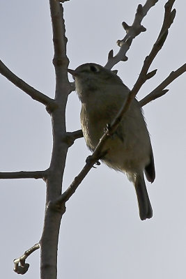 Hutton's Vireo