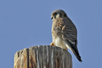 American Kestrel