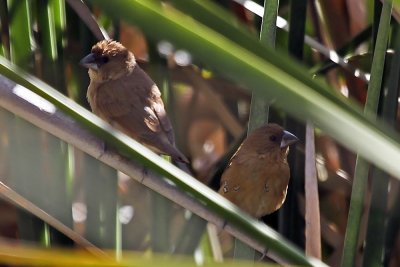 Scaly-breasted Munia