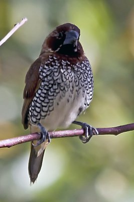 Scaly-breasted Munia