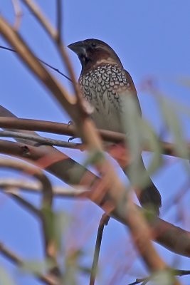 Scaly-breasted Munia