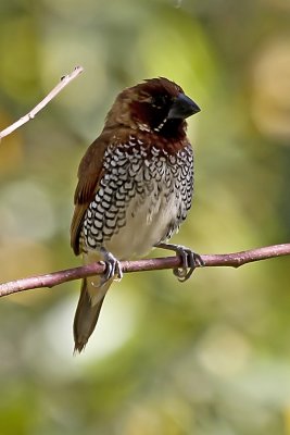 Scaly-breasted Munia
