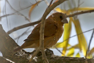 Scaly-breasted Munia
