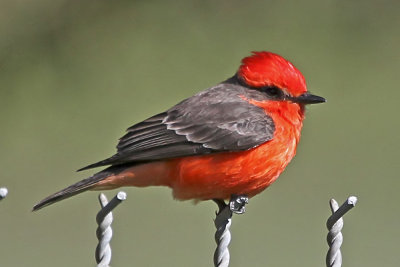 Vermillion Flycatcher