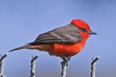 Vermillion Flycatcher