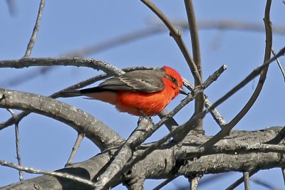 Vermillion Flycatcher