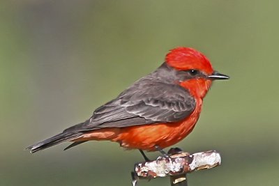 Vermillion Flycatcher