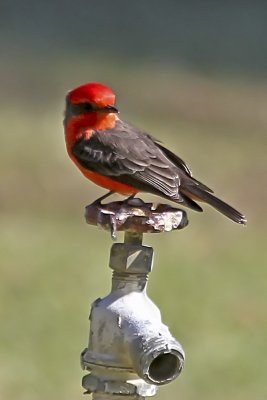 Vermillion Flycatcher