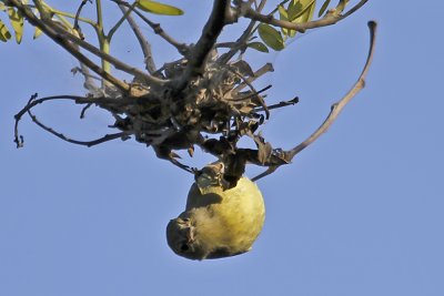 Orange-crowned Warbler