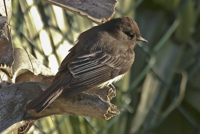 Black Phoebe