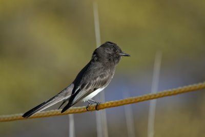 Black Phoebe