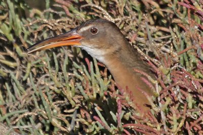 Ridgway's Rail