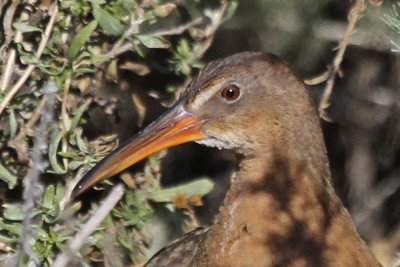 Ridgway's Rail