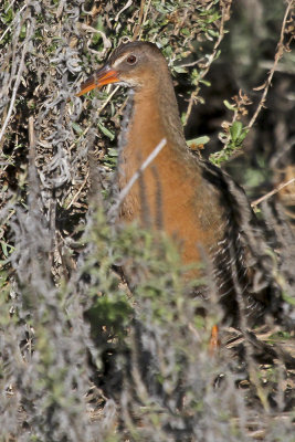 Ridgway's Rail