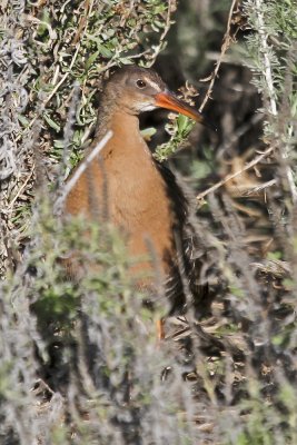 Ridgway's Rail