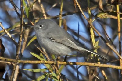 Blue-gray Gnatcatcher