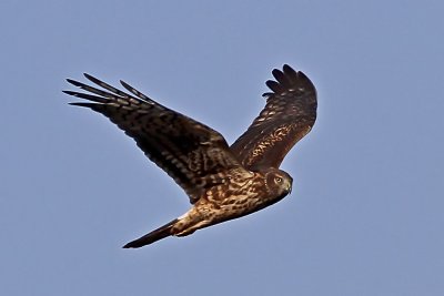 Northern Harrier