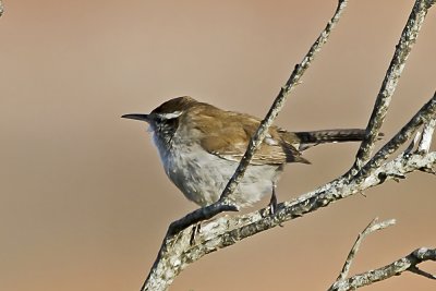 Bewick's Wren