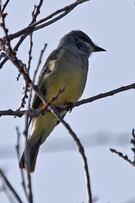 Tropical Kingbird