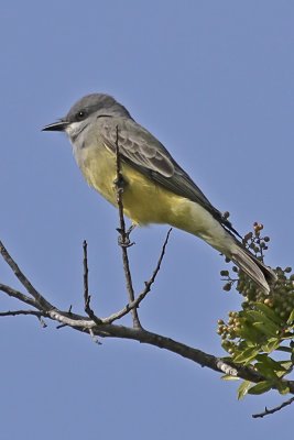 Tropical Kingbird