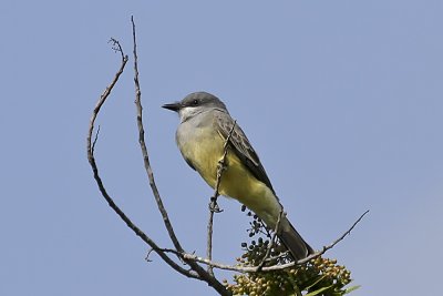 Tropical Kingbird