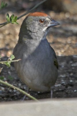 Green-tailed Towhee 08.jpg