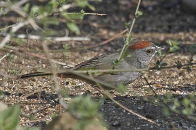 Green-tailed Towhee 06.jpg