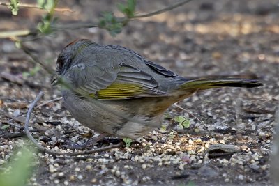 Green-tailed Towhee 05.jpg