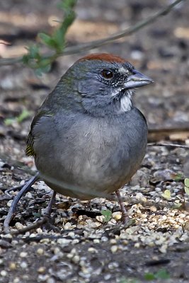 Green-tailed Towhee 04.jpg