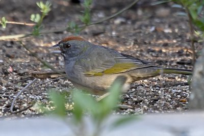 Green-tailed Towhee 02.jpg