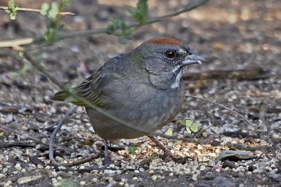 Green-tailed Towhee 03.jpg