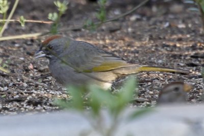 Green-tailed Towhee 01.jpg