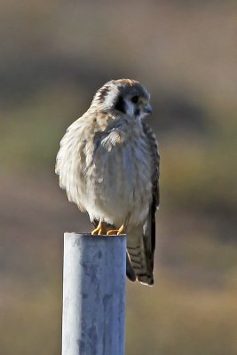 American Kestrel