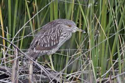 Yellow-crowned Night Heron