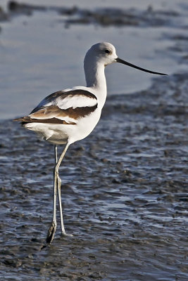 American Avocet