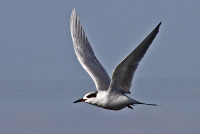 Forster's Tern