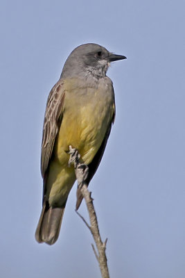 Cassin's Kingbird