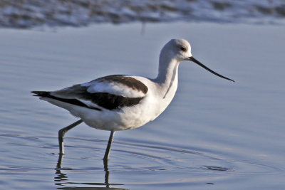 American Avocet