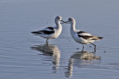 American Avocet