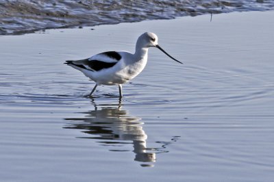 American Avocet
