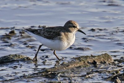 Western Sandpiper