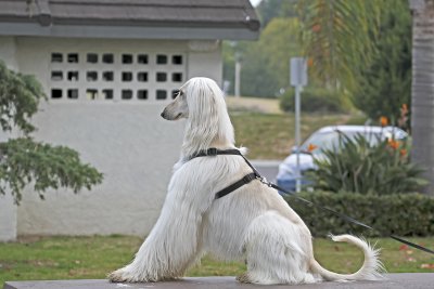 Afghan Hound