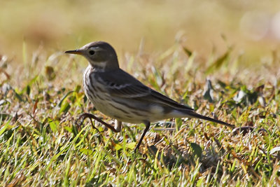 America Pipit