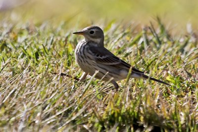 America Pipit