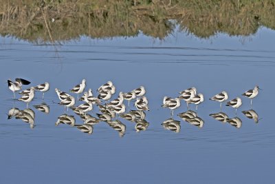 American Avocet